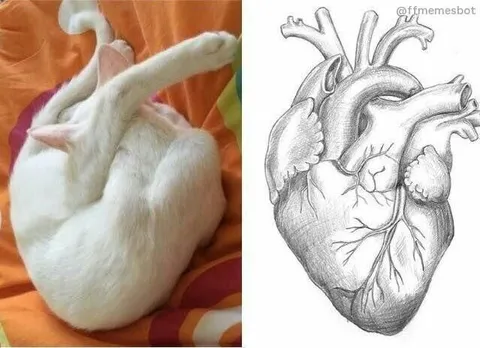 Кот в форме сердца