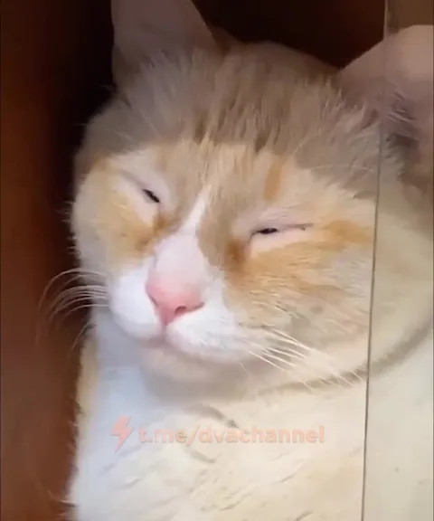 Кот приближается к камере