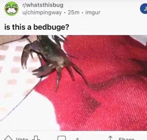 Is This a Bedbug?