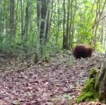 Орангутан идёт по лесу