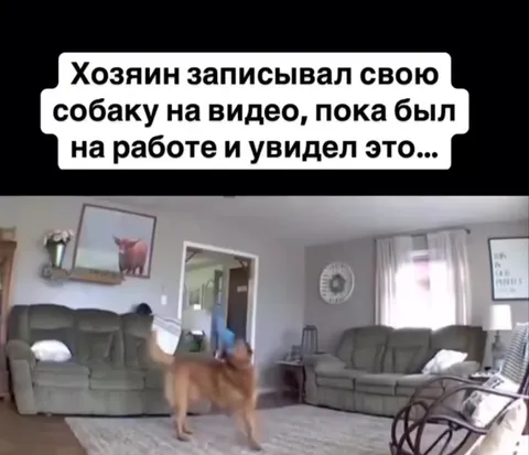 Собака танцует под музыку мороженщика