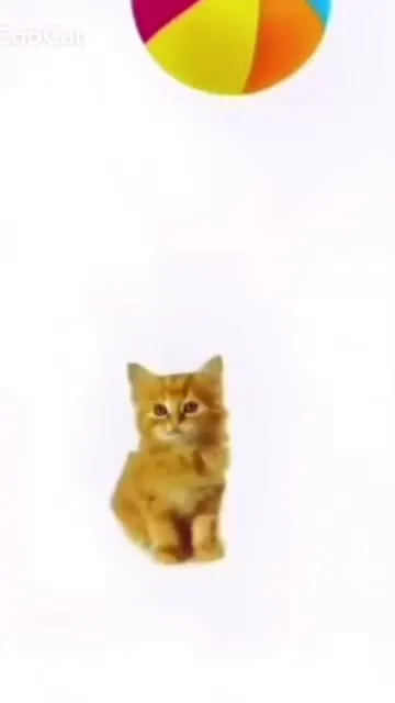 Cat Reaches the Ball