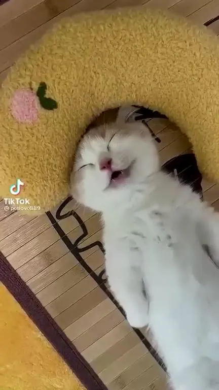 Котик уютно лежит в домике