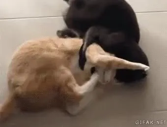 Коты устроили борьбу
