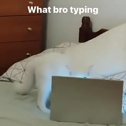 Cat Typing on a Laptop