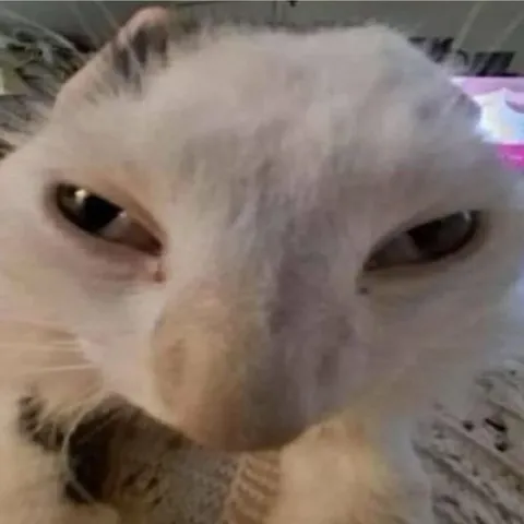 Подозрительный прищур кота