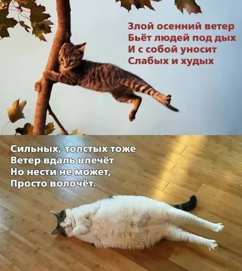Осенний ветер и толстый кот