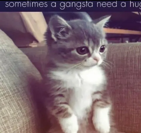 Gangsta Kitten Needs a Hug