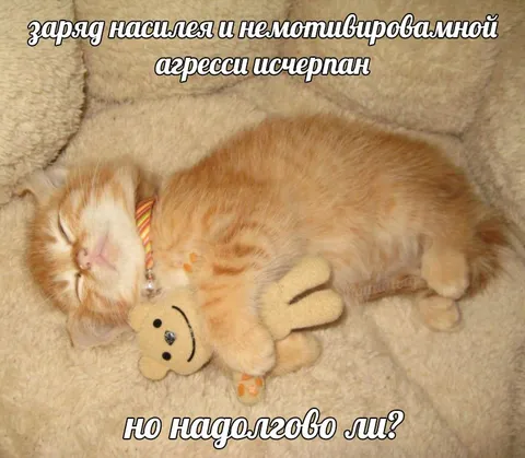 Кот исчерпал запас агрессии