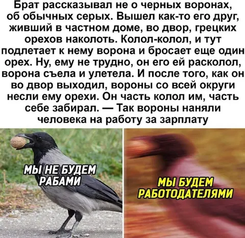 Вороны будут работодателями