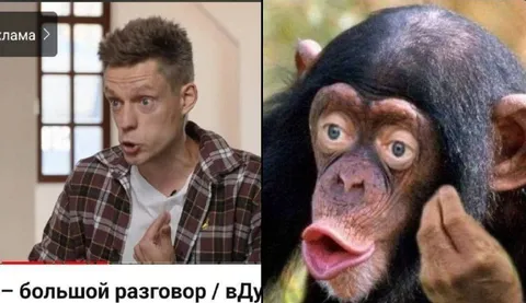 Большой разговор с шимпанзе