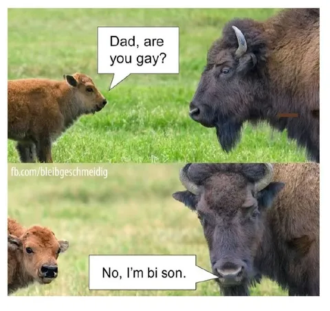 Bison Dad Comes Out