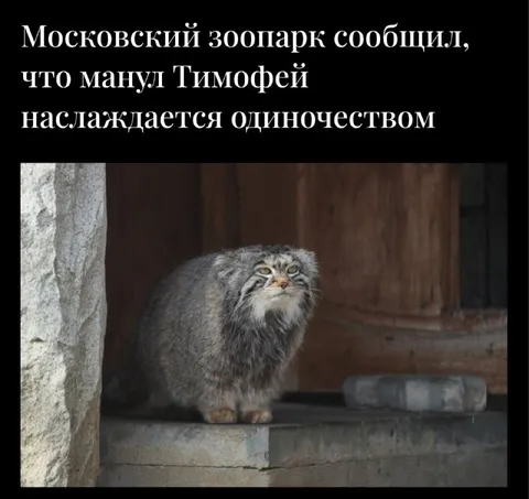 Манул Тимофей страдает от одиночества