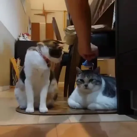 Кот с игрушкой на голове