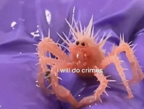 I Will Do Crimes Spider