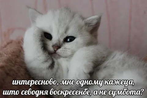 Кот не верит, что воскресенье