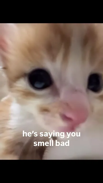Kitten Says You Smell Bad