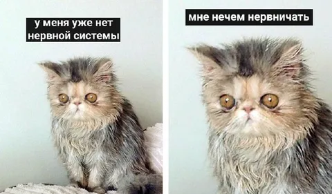 У меня уже нет нервной системы