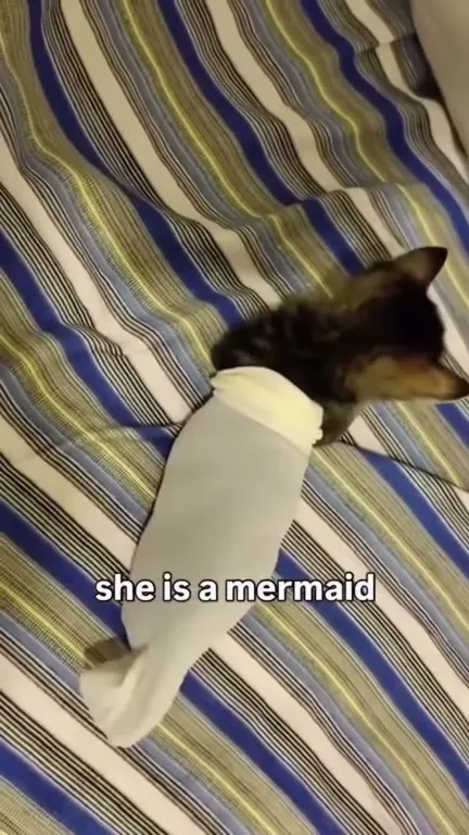 Cat Mermaid on the Bed
