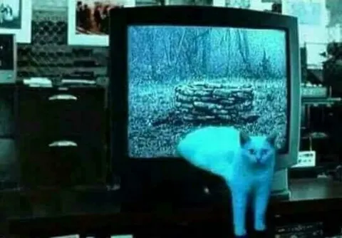 Кот перед телевизором