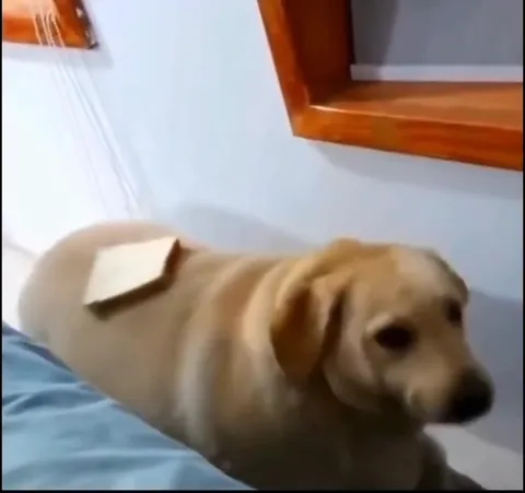 Собака с хлебом на спине
