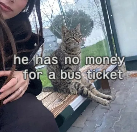 Cat Has No Money for a Bus Ticket