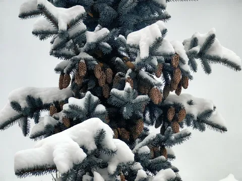 Еловые шишки под снегом