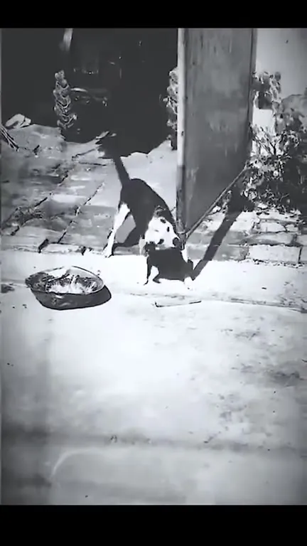 Кот дерётся со своей тенью