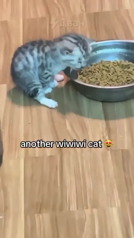 Another Wiwiwi Cat Arrives