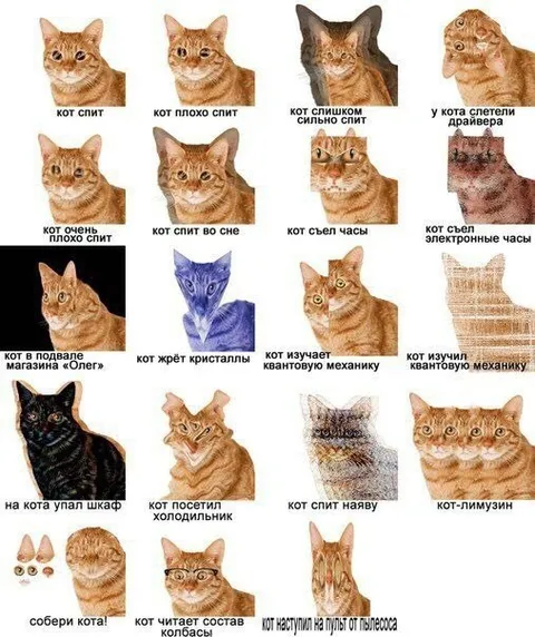 Коты с нарастающими проблемами