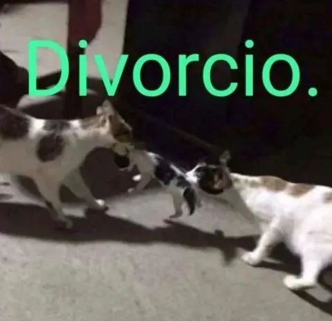 Divorcio entre gatos