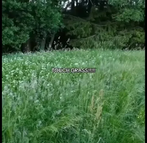 Cats Touch Grass