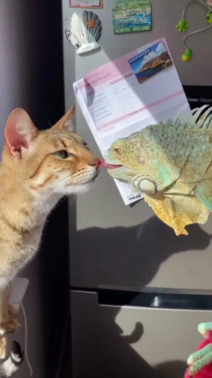 Cats Meet an Iguana