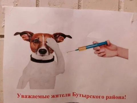 Собака боится прививки