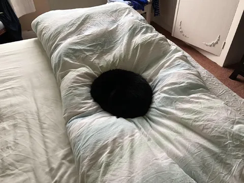 Кот провалился в одеяло
