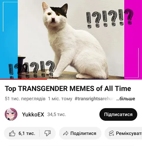 Кот ничего не понимает