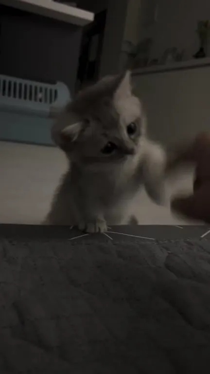 Котёнок играет с пальцем