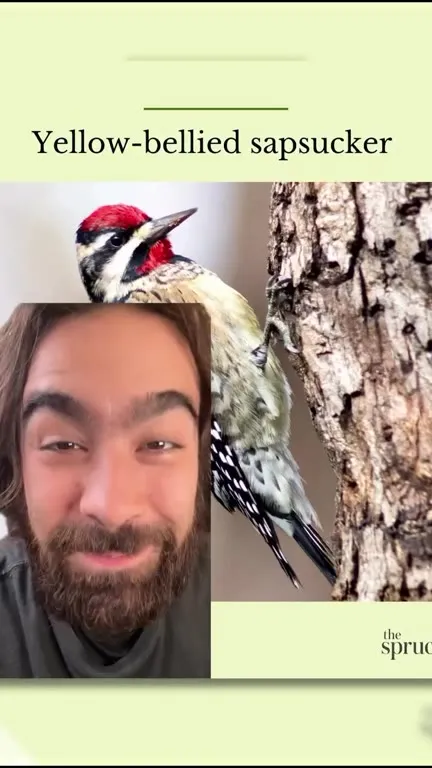 Bird Names That Sound Like British Insults