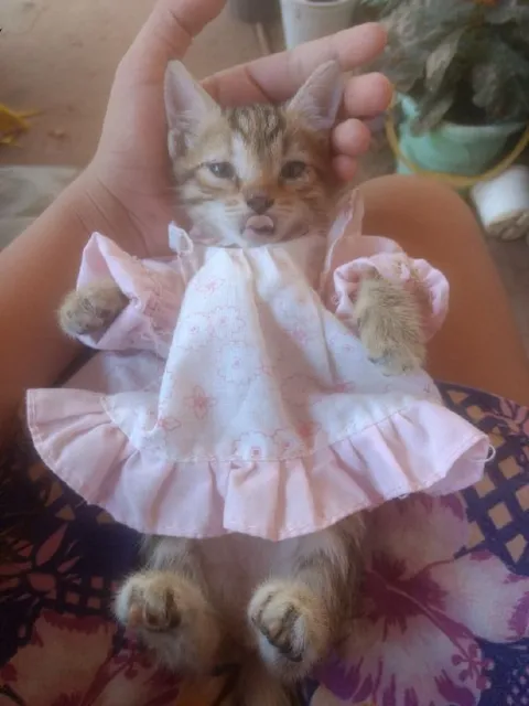 Котёнок в розовом платье