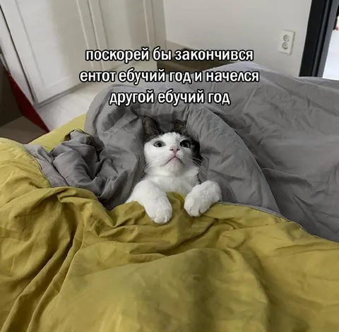 Кот ждёт другой ебучий год