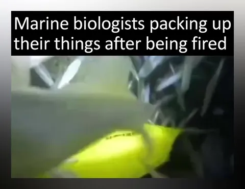 Marine Biologists Packing After Being Fired