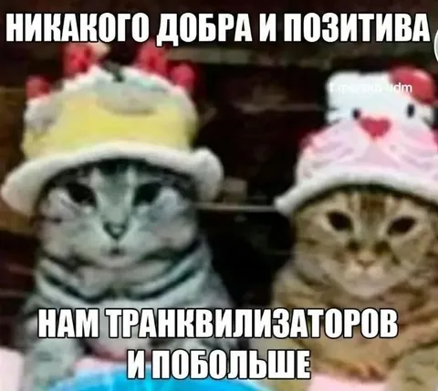 Котам побольше транквилизаторов