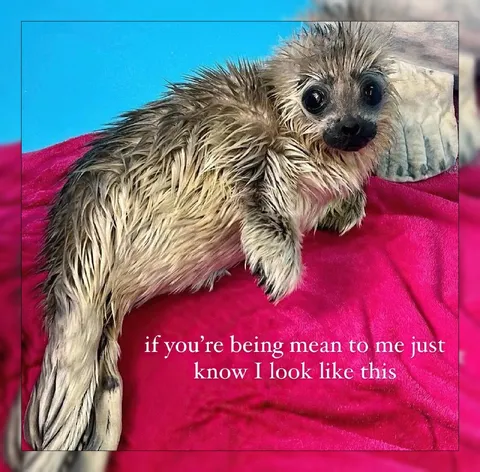 Wet Sloth Looks Like This