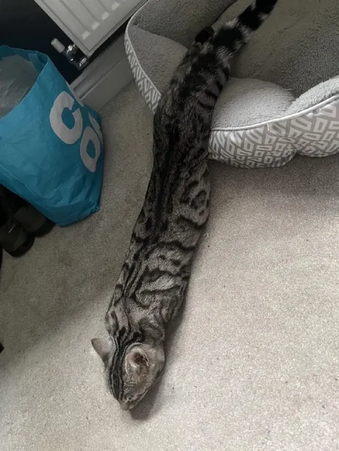 Кот притворился змеёй