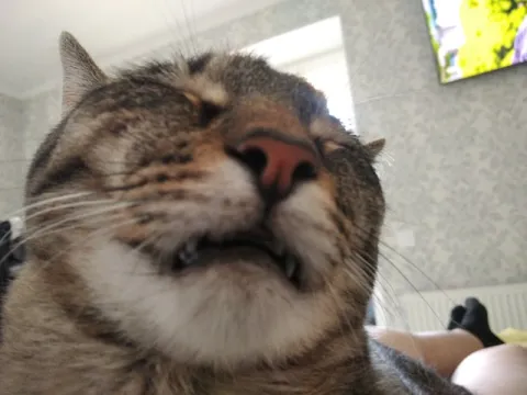 Недовольный кот крупным планом
