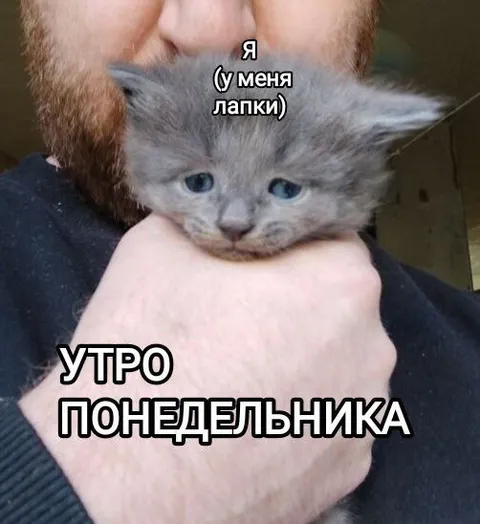 Котёнок в утро понедельника
