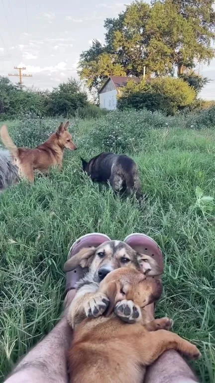 Щенок на руках среди собак