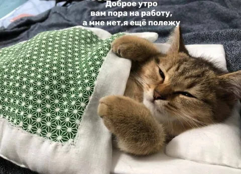 Кот ещё полежит