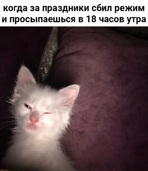 Котёнок после сбитого режима