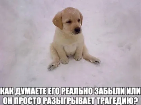Щенок разыгрывает трагедию
